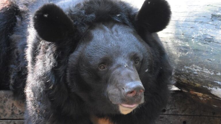 Un oso ucraniano traumatizado por la guerra será adoptado por un zoológico escocés