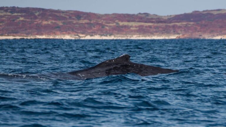 ‘Una ballena sorda es una ballena muerta’: Activistas luchan contra un enorme proyecto australiano de combustibles fósiles