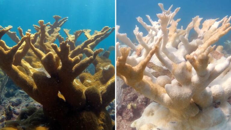 Coral crítico de Florida devastado por la ola de calor marina del verano
