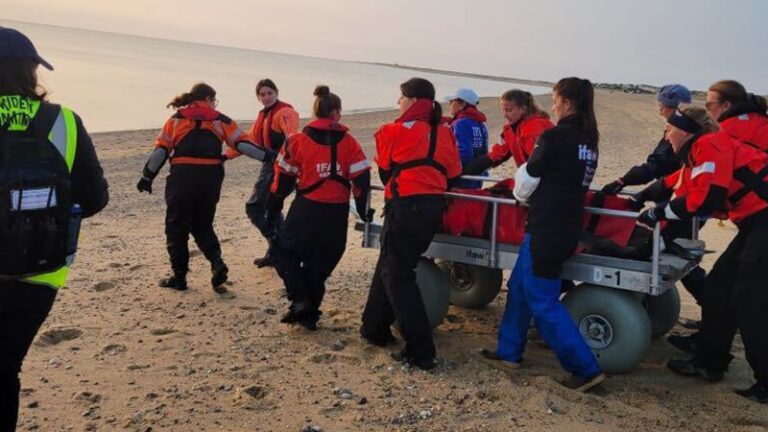 Expertos rescatan y liberan a dos delfines varados en Cape Cod
