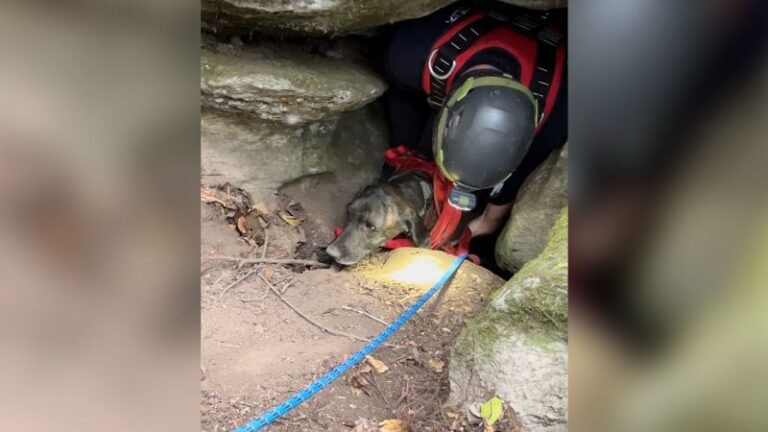 Los rescatistas descendieron a una cueva profunda para rescatar a un perro atrapado y luego encontraron un oso.