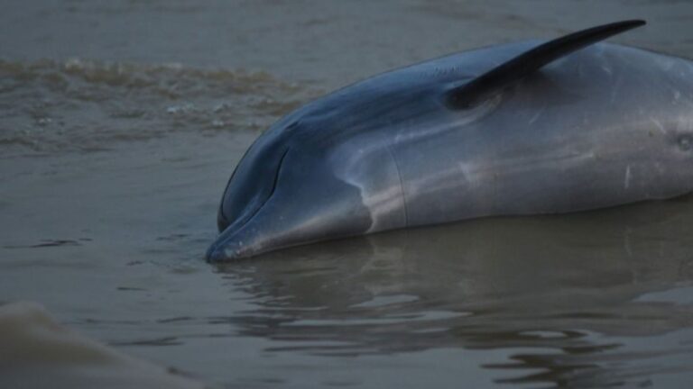 Más de 100 delfines muertos en el Amazonas cuando el agua alcanza los 102 grados Fahrenheit