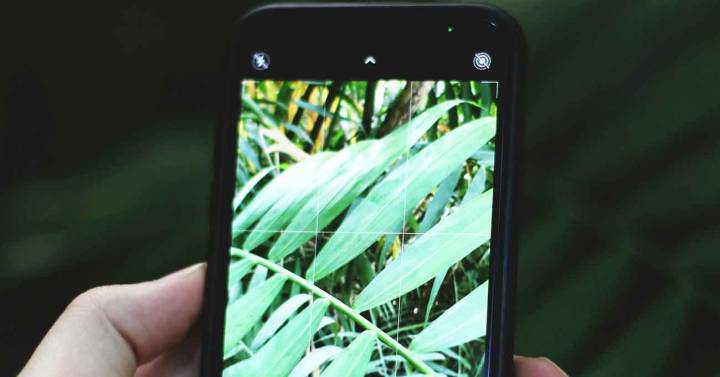 Cómo utilizar tu teléfono o tableta con Android para reconocer cualquier planta |  Estilo de vida