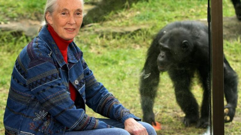Datos breves sobre Jane Goodall |  cnn