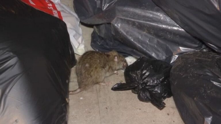 Se ha visto menos ratas en NY -nuevas reglas sobre basura