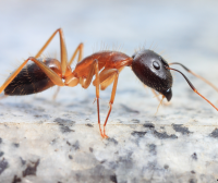 Las hormigas que se amputan entre sí para salvarse la vida – Remolacha