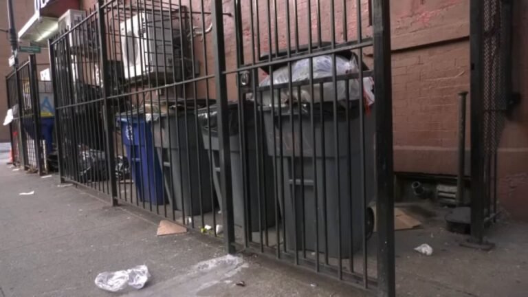 Alcalde reclutará escuadrón para mitigar el problema de ratas