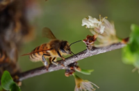 Calorazo jodiendo capacidad esencial de las abejas