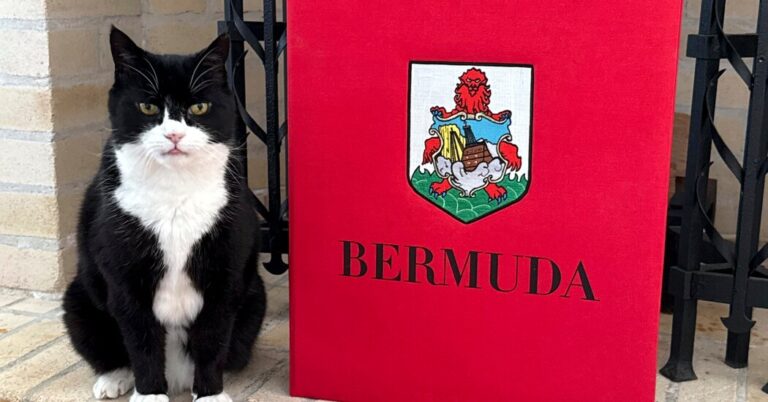 Palmerston, el gato del Servicio Exterior Británico, toma un nuevo puesto en Bermudas