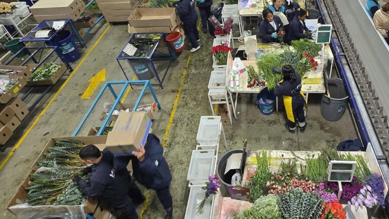 Importación de Flores prospera durante San Valentín