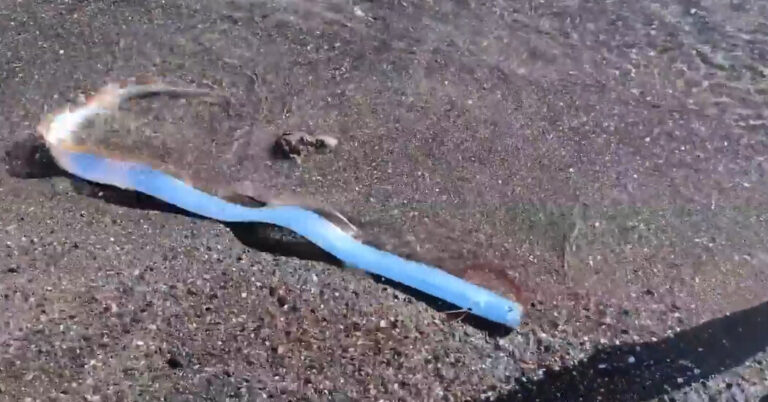 El video muestra un pez raro 'Doomsday' en la costa de México