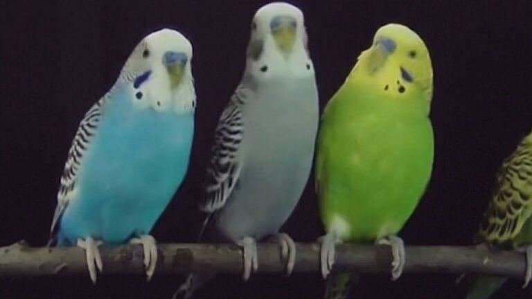 Investigador El Cerebro de Aves en Busca de Tratamientos
