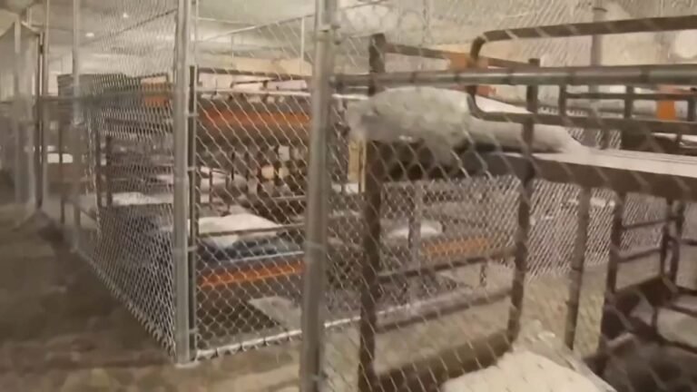 Este Campo de Detención Es Cruel, Es Inhumano …