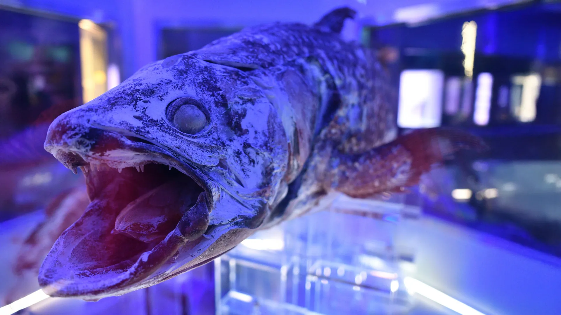 El pez de 400 millones de años expone un gran error en cómo entendimos la evolución