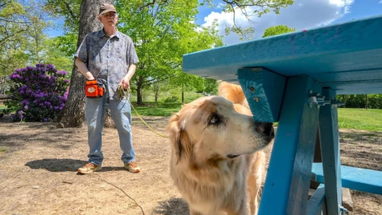 Estos perros están entrenados para oler un insecto invasivo, y son sorprendentemente buenos en eso