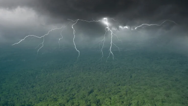 Las muertes de la selva tropical están aumentando y los científicos acaban de encontrar la causa impactante