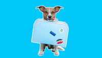 ¿Cómo llevar tu perro desde RD a Estados Unidos? – Remolacha