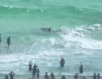 Tiburón vs. mantarraya en playa de Florida (video) – Remolacha