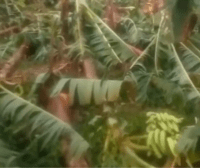 Tornado jode cultivos de plátano en Montecristi: daños severos – Remolacha