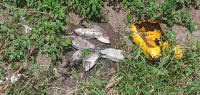 Hallan un lote de peces muertos flotando en el río Maguá – Remolacha