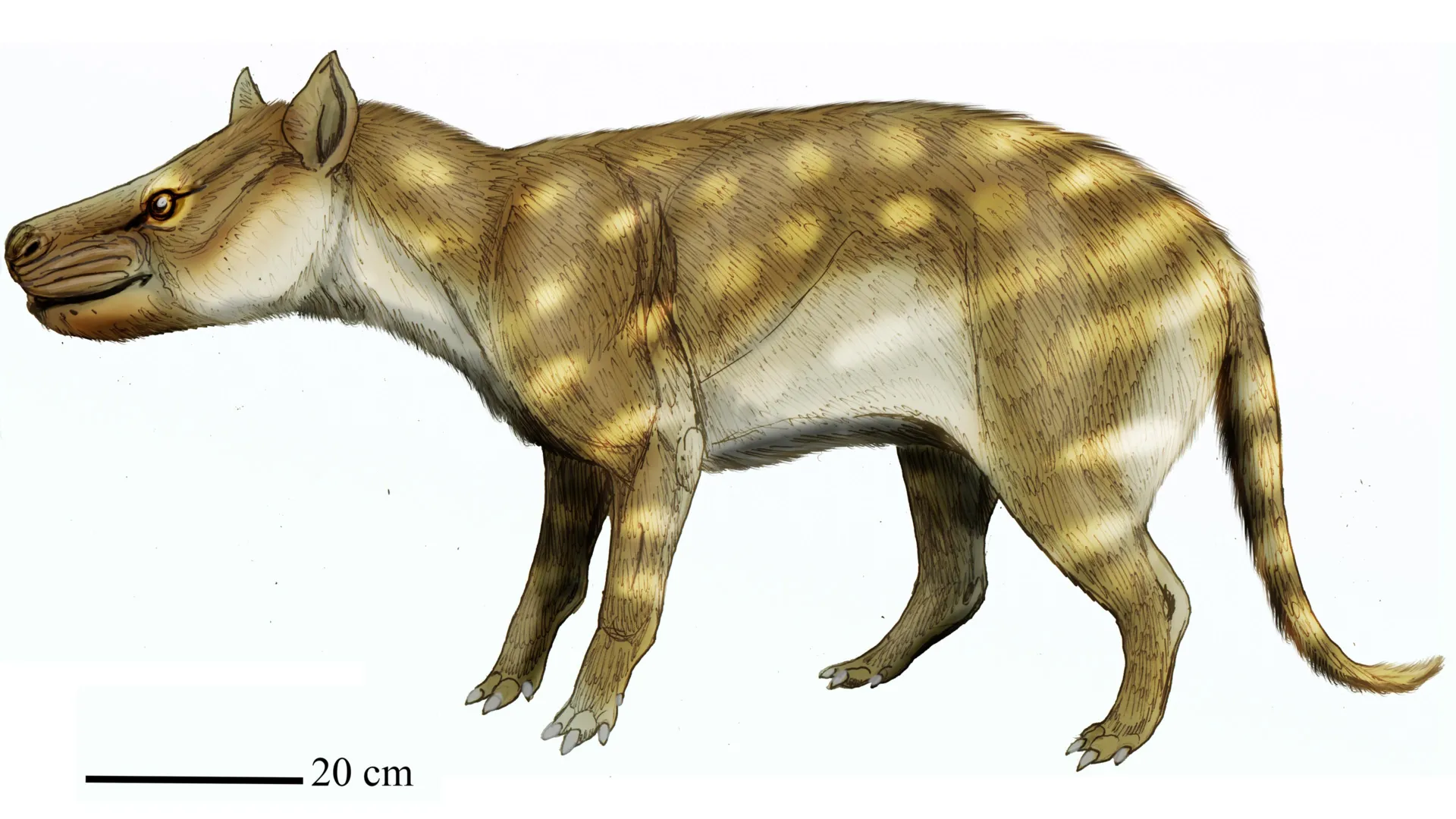 Este depredador prehistórico sobrevivió al calentamiento global al comer huesos