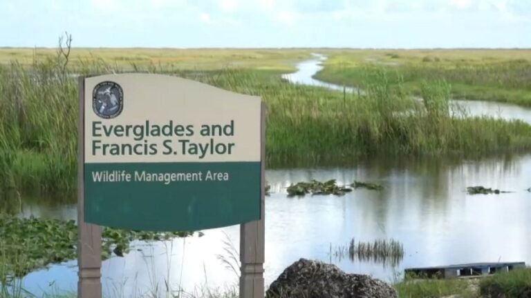Everglades, De Oasis Natural A Desafío de Centro Migratorio