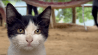 Día Internacional del Gato