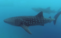 Hoy es Día Internacional del Tiburón Ballena – Remolacha