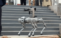 México combatirá el crimen con perro robot armado (video) – Remolacha