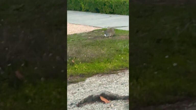 A SAL  La naturaleza