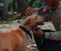 Perros rescatados se convierten en héroes del Metro (video) – Remolacha