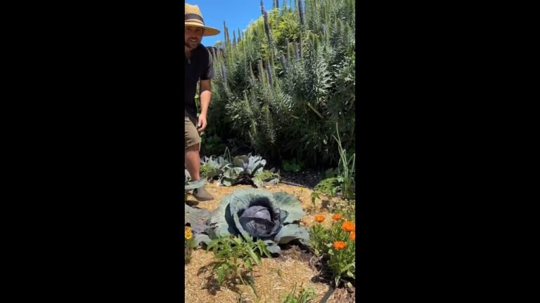 a delicious salad straight from the garden 😍 @jacquesinthegarden #slaw #cabbagesalad #gardening