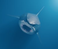 Australia: 4 ataques de tiburones en 48 horas – Remolacha