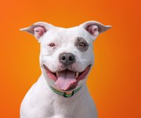 Los perros construyen su vocabulario como los niños (estudio) – Remolacha