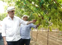 Gobierno busca elevar producción de uva de mesa en sur del país – Remolacha