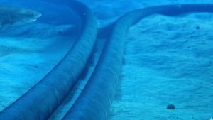 Detalle sobre cómo se instalaría cable eléctrico bajo el mar Caribe – Remolacha