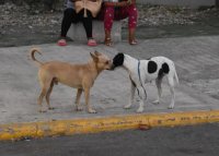 Día Mundial de Bendecir a los Animales – Remolacha