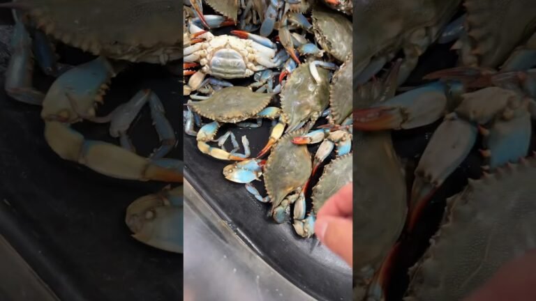 A SAL los cangregos vivos