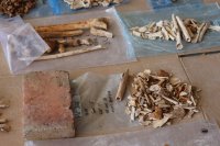 ¿Cómo identificarán los restos de Enriquillo? – Remolacha