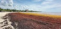 El-sargazo-arropa-las-playas-de-Juan-Dolio.jpeg