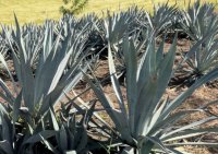 agave.png