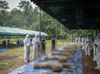 Virus mata a 72 tigres en zoológico en Tailandia – Remolacha