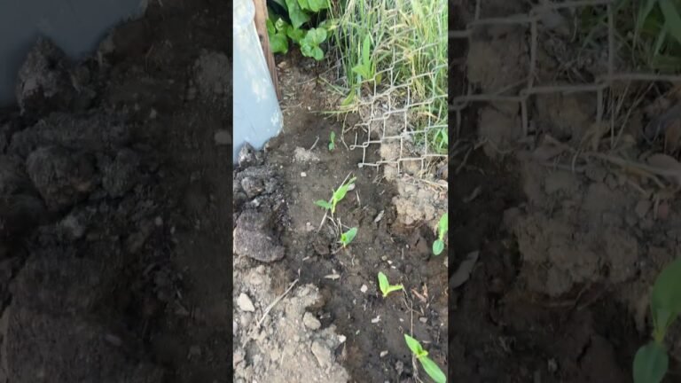 A SAL Ya nació la milpa