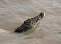 ¿Quéseto? Cocodrilo escapa en Sabaneta de Yásica; piden precaución – Remolacha