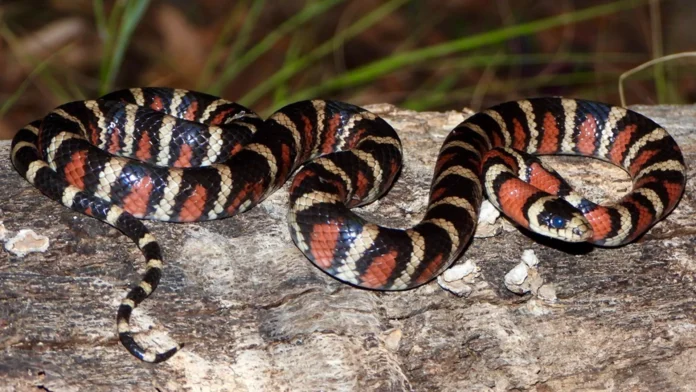 lampropeltis-pyromelana.webp.webp