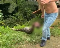 Matan pitón de 16 pies tras comerse un perro en Puerto Rico (video)